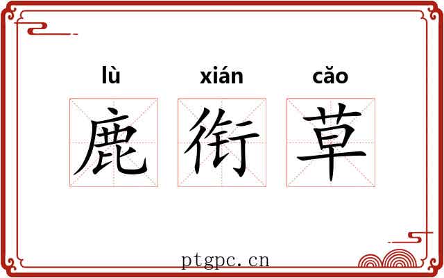 鹿衔草 鹿衔草