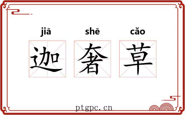 迦奢草