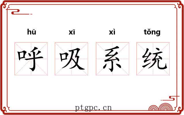 呼吸系统 呼吸系统