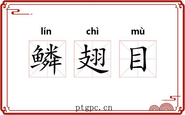 鳞翅目