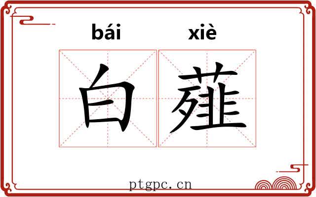 白薤