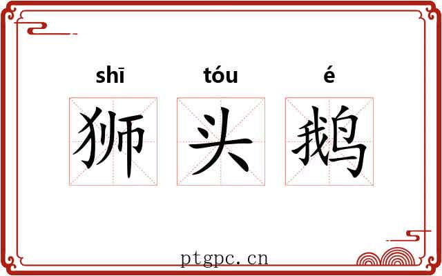 狮头鹅 狮头鹅