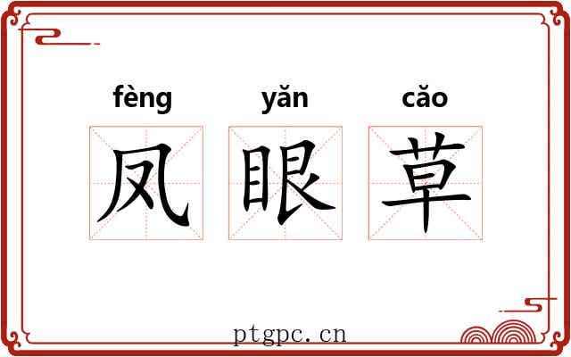 凤眼草 凤眼草