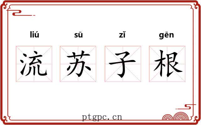 流苏子根 流苏子根