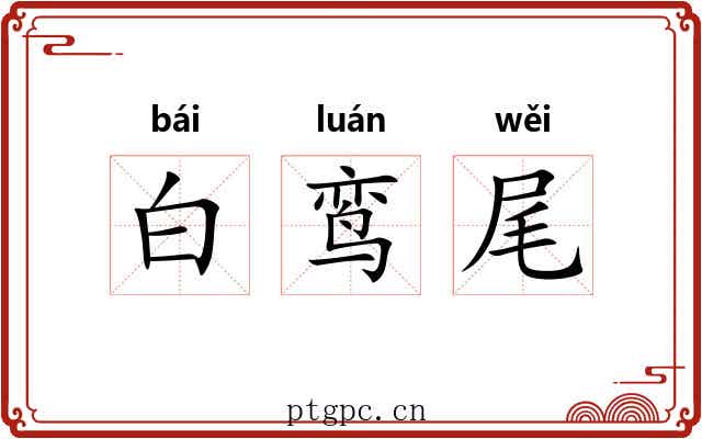 白鸾尾
