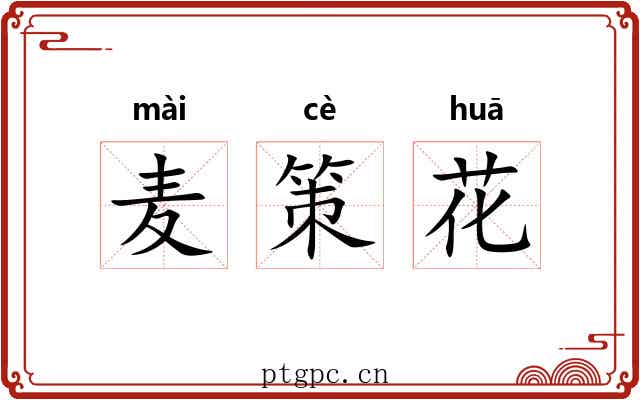 麦策花 麦策花