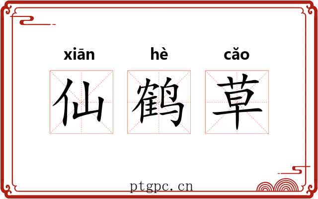 仙鹤草