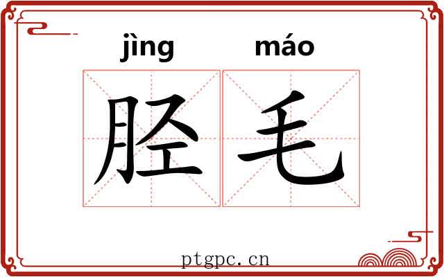 胫毛