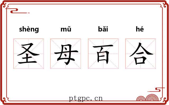 圣母百合 圣母百合