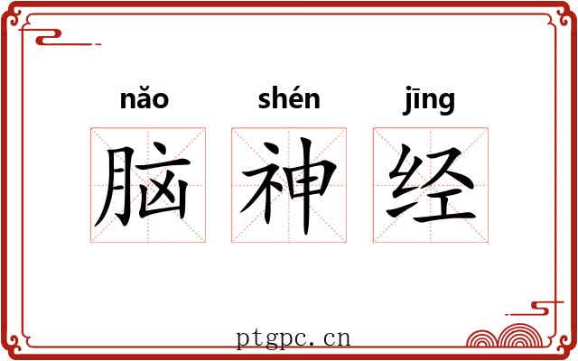 脑神经 脑神经