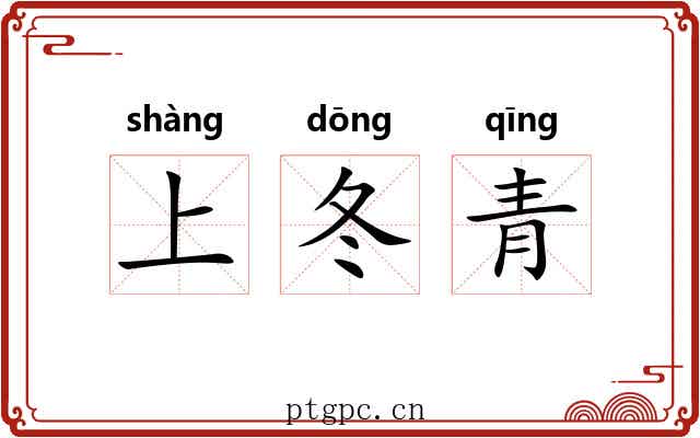 上冬青