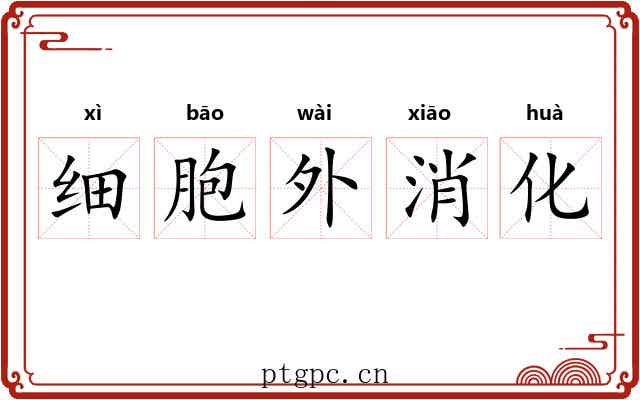 细胞外消化