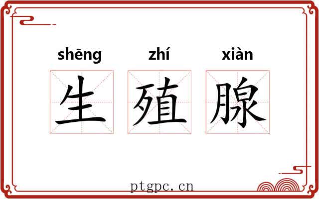 生殖腺 生殖腺