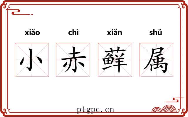 小赤藓属 小赤藓属