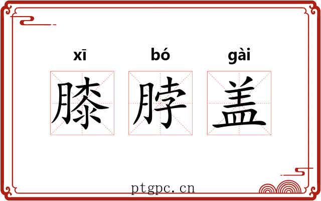 膝脖盖 膝脖盖