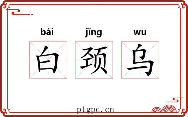 白颈乌 白颈乌