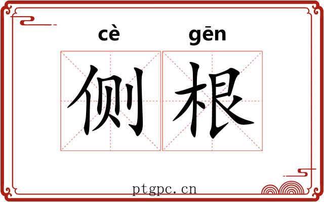 侧根