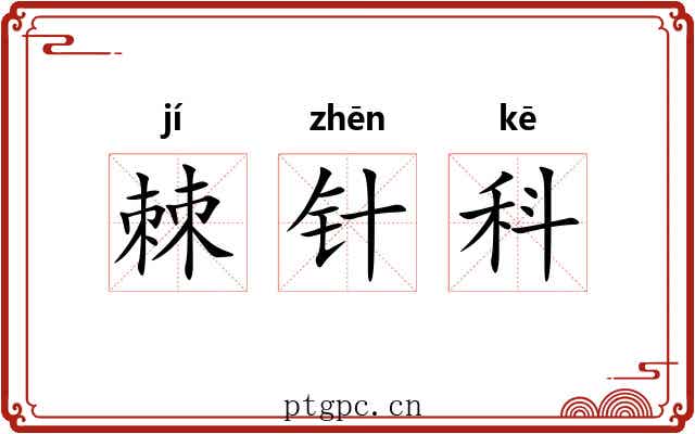 棘针科
