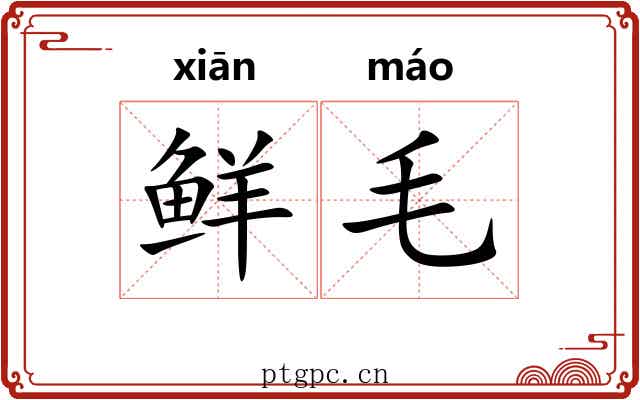 鲜毛