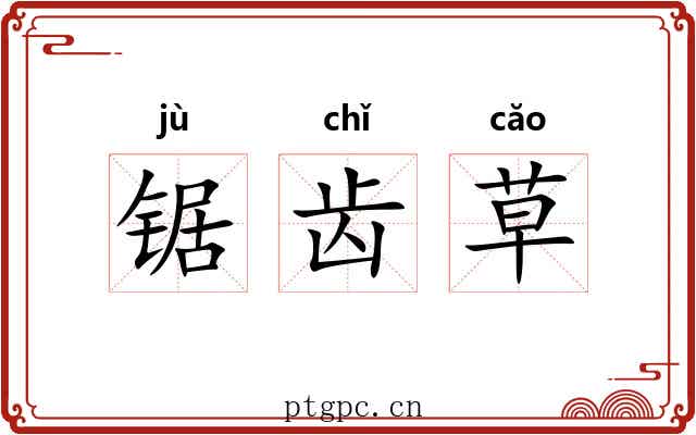 锯齿草