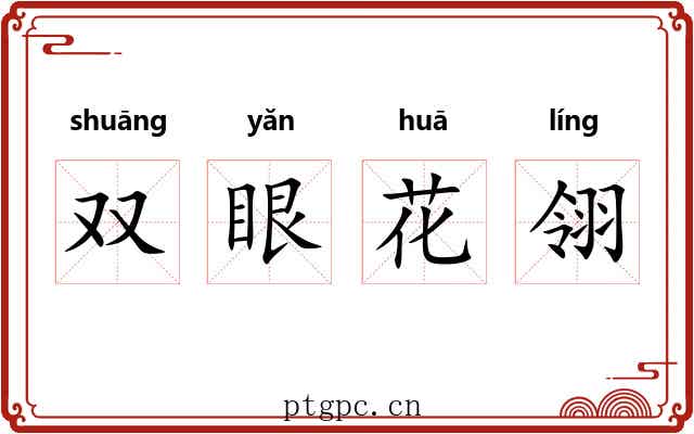 双眼花翎 双眼花翎