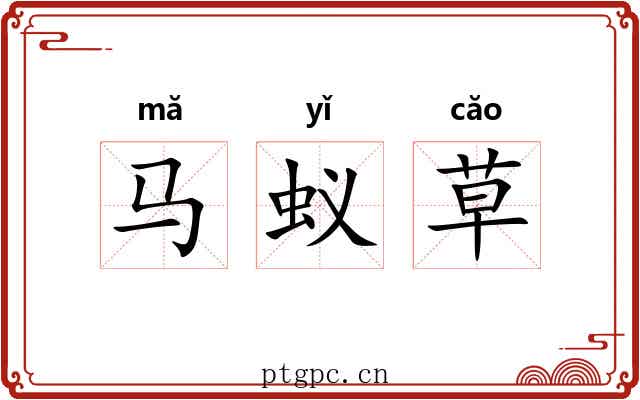 马蚁草 马蚁草