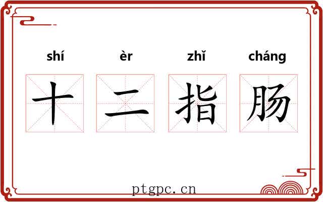十二指肠 十二指肠