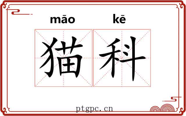猫科