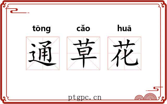 通草花