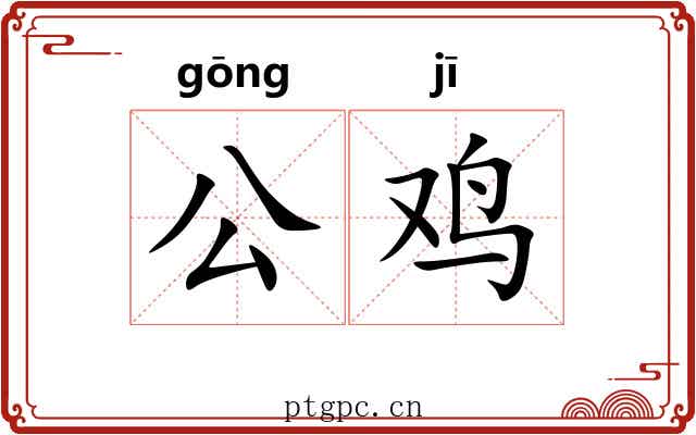 公鸡