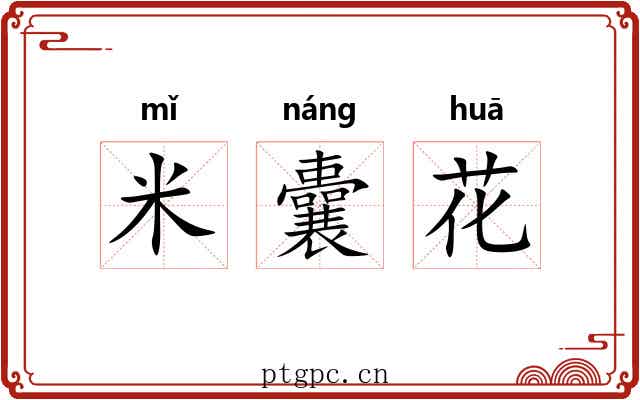 米囊花 米囊花