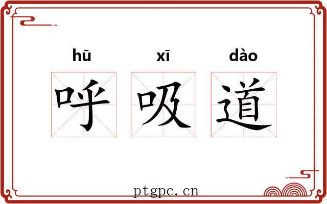 呼吸道