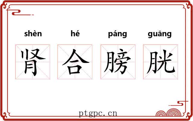 肾合膀胱