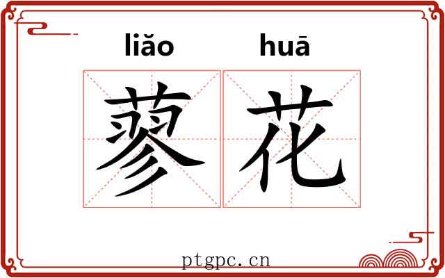 蓼花 蓼花