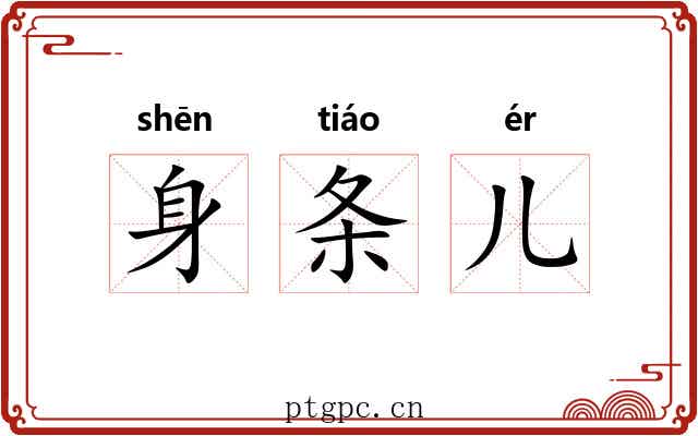 身条儿