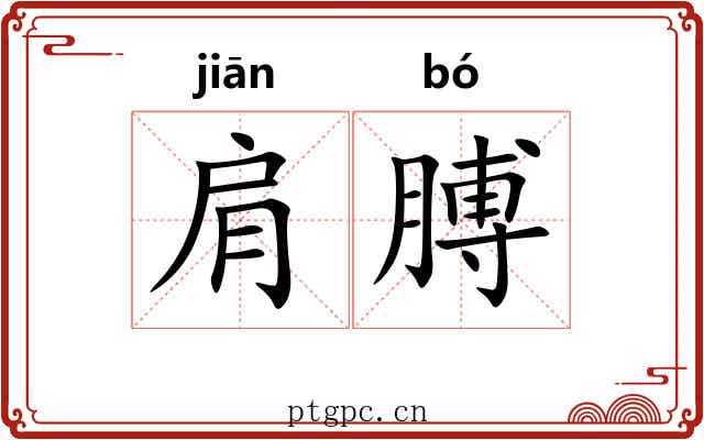 肩膊