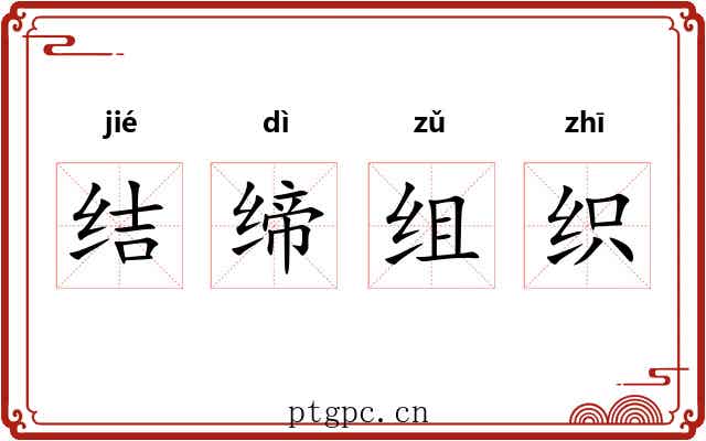 结缔组织 结缔组织