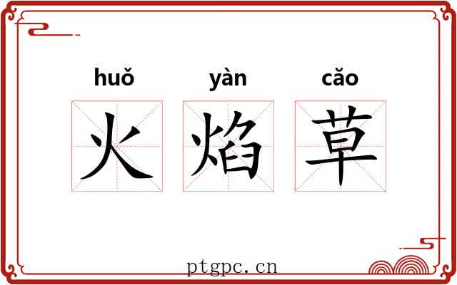 火焰草