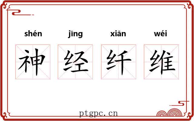 神经纤维 神经纤维