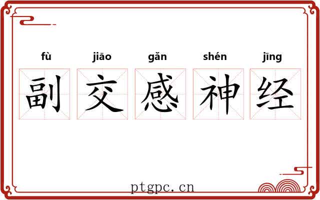 副交感神经 副交感神经