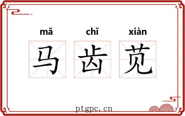 马齿苋