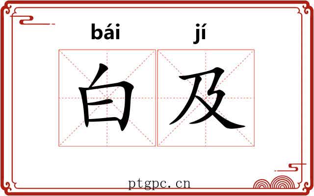 白及 白及