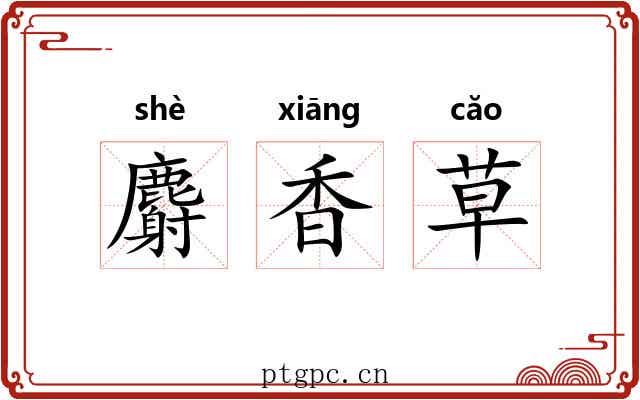 麝香草 麝香草