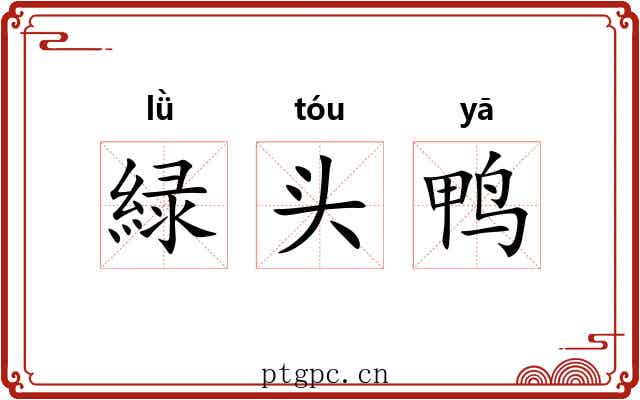 緑头鸭 緑头鸭