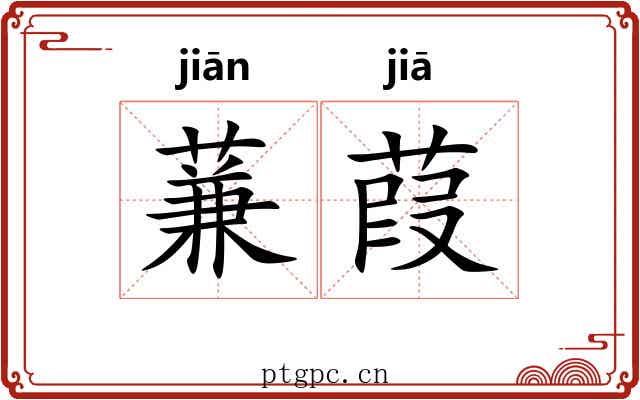 蒹葭 蒹葭