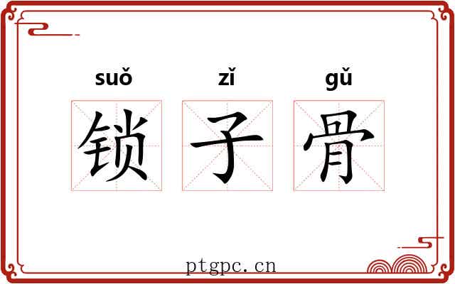 锁子骨