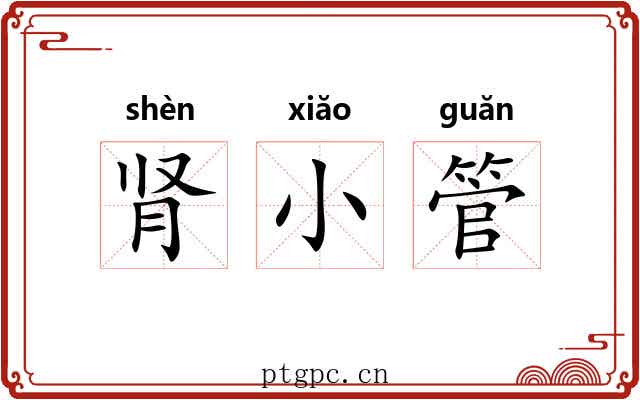 肾小管