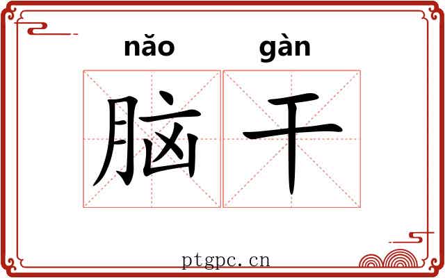 脑干