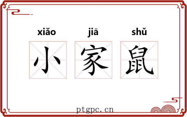 小家鼠