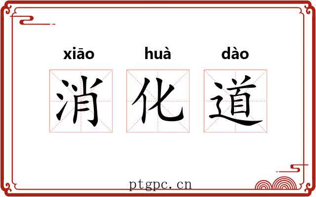 消化道 消化道